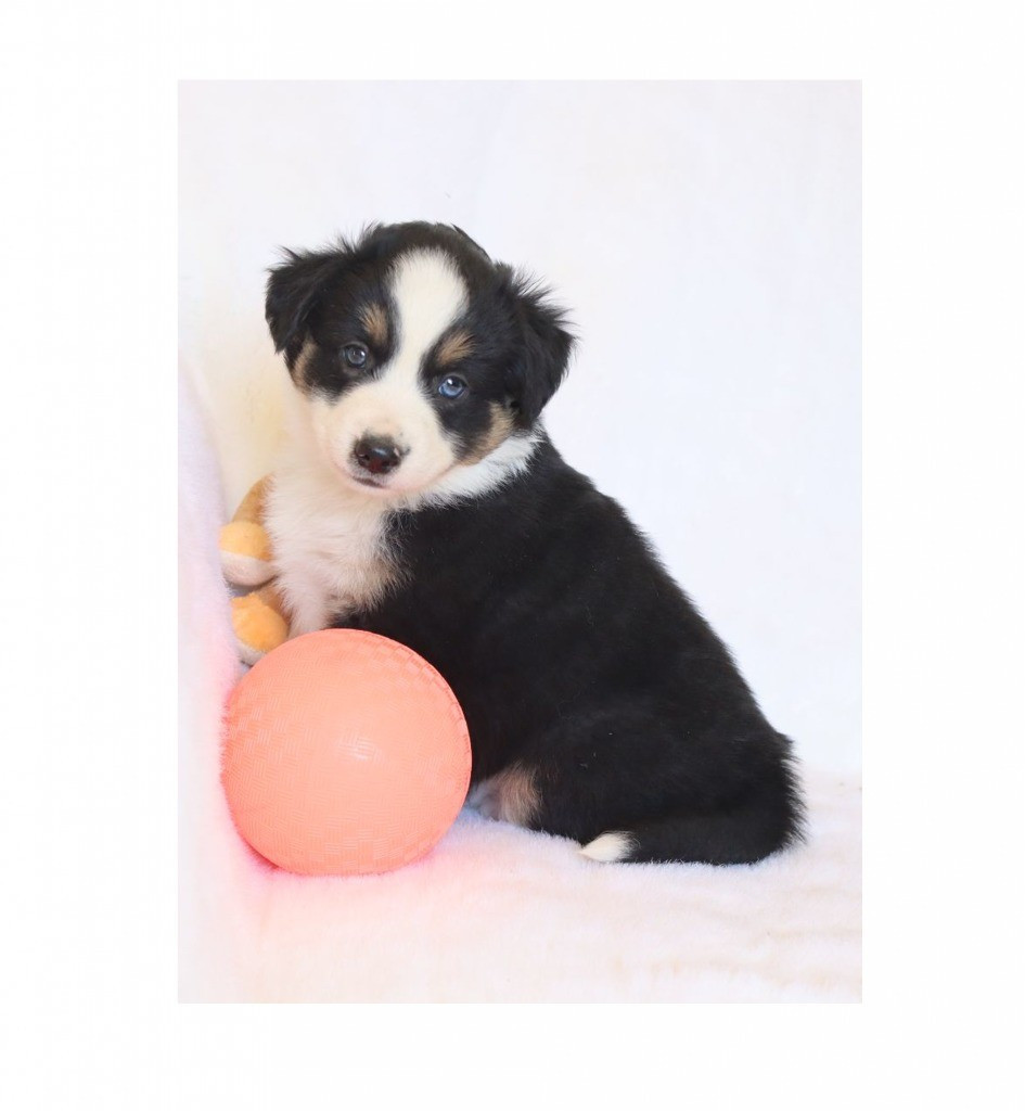 Of Brotherly Love B - Chiots disponibles - Berger Américain Miniature 