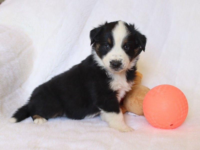 Of Brotherly Love B - Chiots disponibles - Berger Américain Miniature 