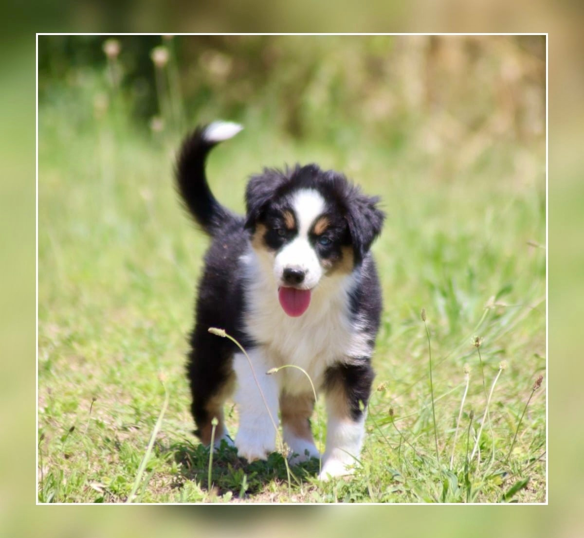 Of Brotherly Love B - Chiots disponibles - Berger Américain Miniature 